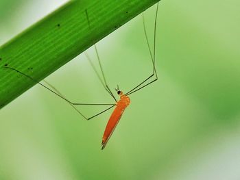 Close-up of insect on leaf