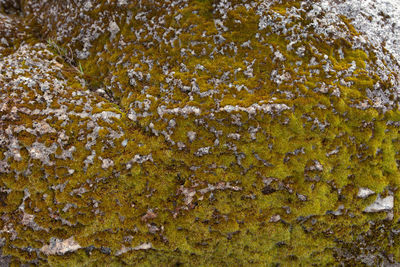 Close-up of lichen on rock