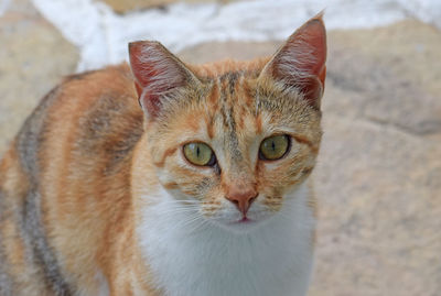 Close-up portrait of ginger cat