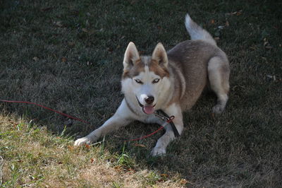 High angle view of dog on field