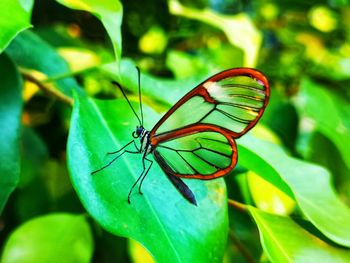 Close-up of butterfly on leaf