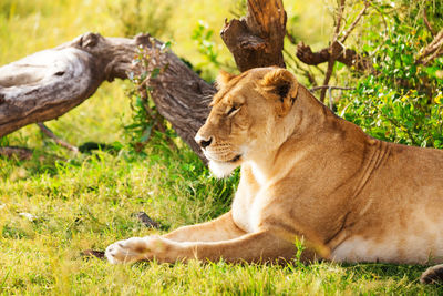 View of a cat lying on grass