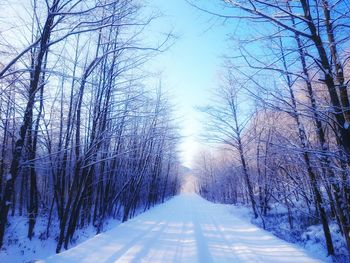 Road amidst bare trees during winter