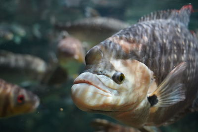 Close-up of fish swimming in aquarium