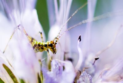 Close-up of small grasshopper on purple flower