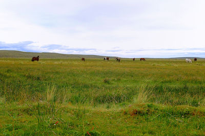 View of sheep grazing in field