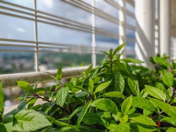 Close-up of plant growing in greenhouse