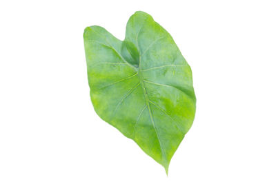 Close-up of green leaf against white background