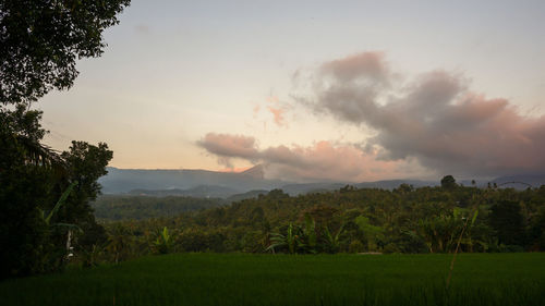 Scenic view of field against sky during sunset