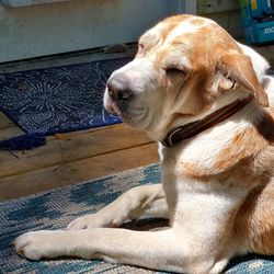 Close-up of a dog looking away