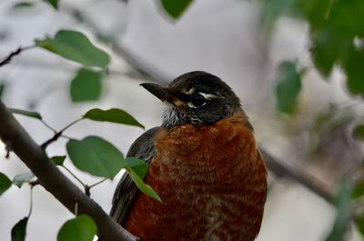 Close-up of bird perching on branch