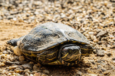 Low angle view of turtle and its egg