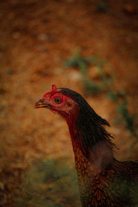 Close-up of a bird against blurred background