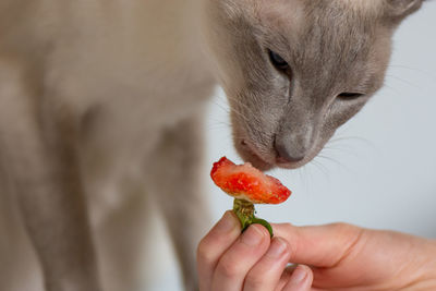 Close-up of hand feeding cat