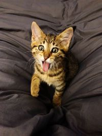 Portrait of tabby cat on bed