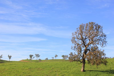 Scenic view of grassy field against cloudy sky