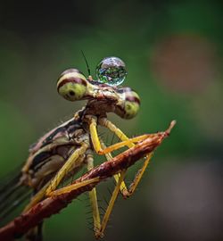 Close-up of insect on plant