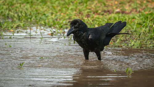 Black dog drinking water