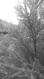 Close-up of snow covered plants against sky