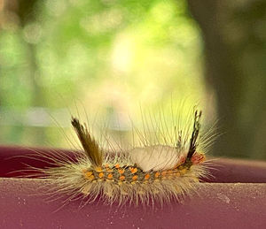 Close-up of insect on dandelion