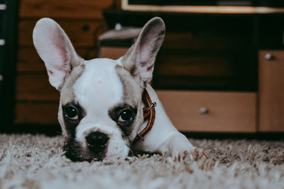 Portrait of dog relaxing on rug at home