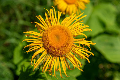 Close-up of sunflower