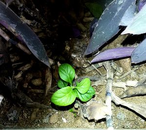 Close-up of plant growing in water