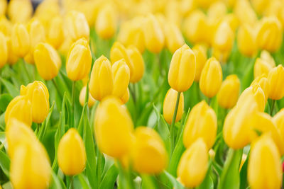 Close-up of yellow tulips on field