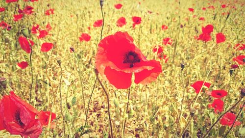 Close-up of red flowers blooming in field