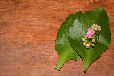 High angle view of pink flowers and buds on leaf at table
