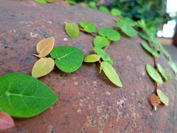 High angle view of leaves on plant