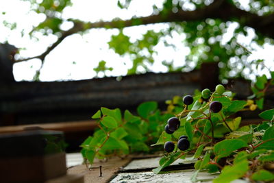 Close-up of fresh green plant