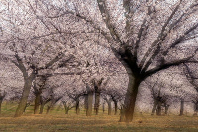 Cherry blossoms in spring