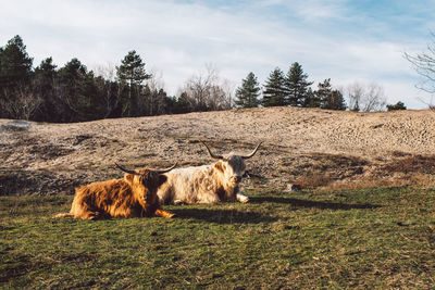 Sheep relaxing on a field