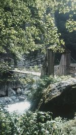 Scenic view of river amidst trees in forest