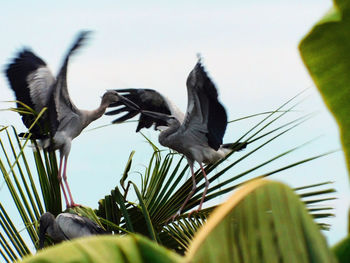 Low angle view of birds perching on tree against clear sky