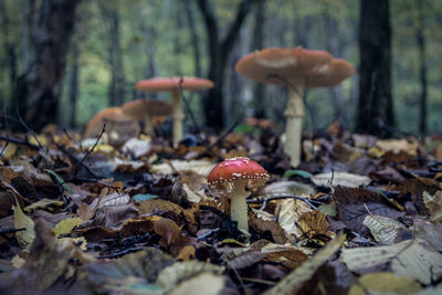 Close-up of mushroom growing on field