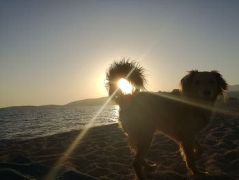 Dog standing at beach against sky during sunset