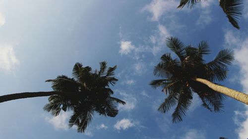 Low angle view of palm trees against sky