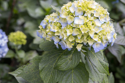 Close-up of purple flowering plant