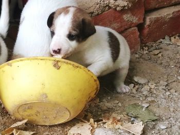 Close-up portrait of puppy