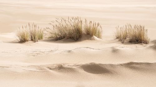 Scenic view of sand dunes at beach against sky