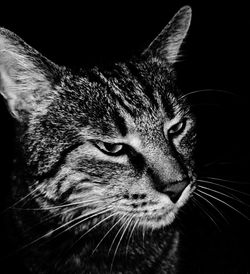 Close-up of cat
