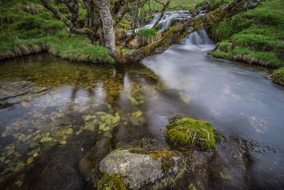 Stream flowing through rocks in forest