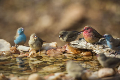 Close-up of birds in water