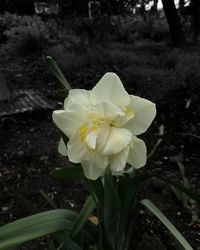 Close-up of yellow crocus blooming outdoors