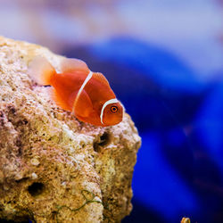 Close-up of fish swimming in sea