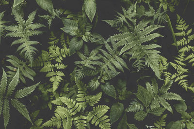 Full frame shot of fresh green fern plants