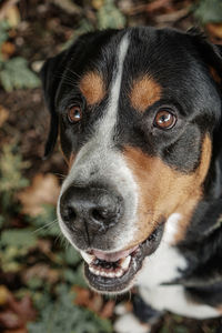 Close-up of dog