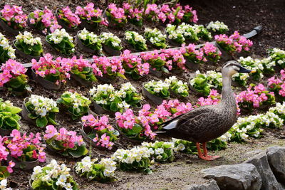 High angle view of bird on pink flowering plants